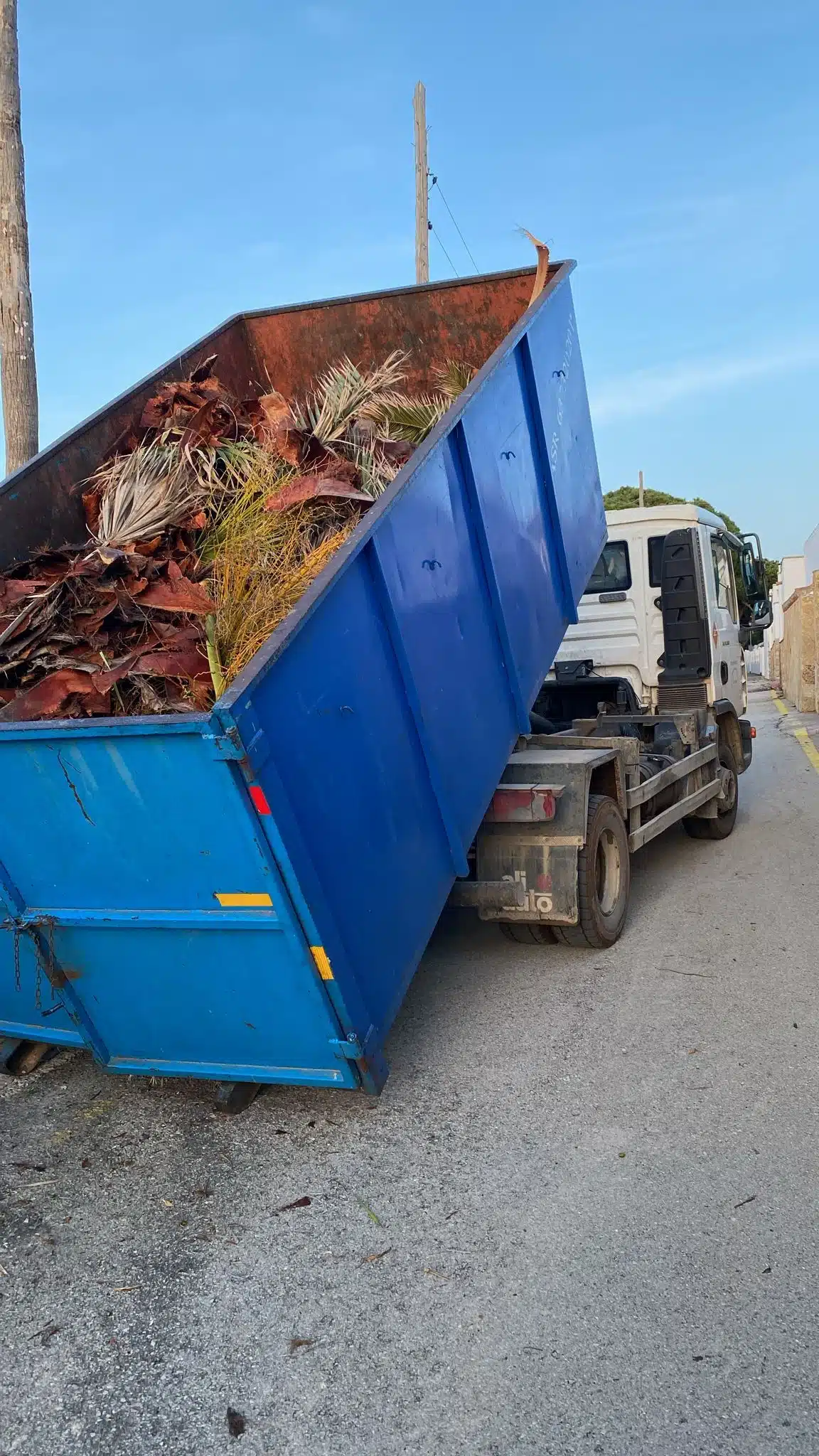 Trabajos profesionales de poda de palmeras