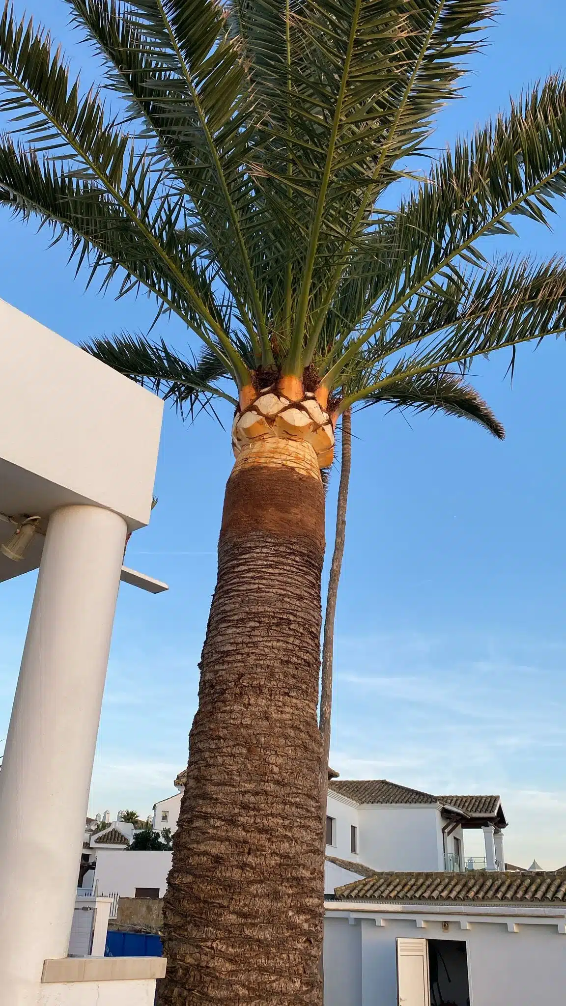 Poda de palmeras en altura